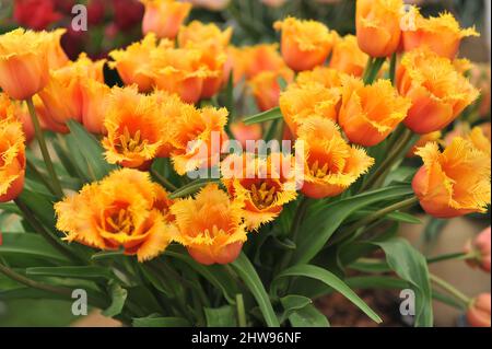 A bouquet of yellow and pink fringed tulips (Tulipa) Lambada bloom in a garden in May Stock Photo