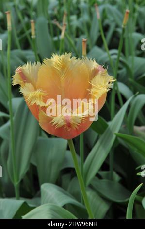 Yellow and pink fringed tulips (Tulipa) Lambada bloom in a garden in April Stock Photo