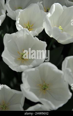 White Darwin Hybrid tulips (Tulipa) Lanka bloom in a garden in April Stock Photo