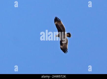 Steppe Eagle (Aquila nipalensis) adult in flight Oman                         December Stock Photo