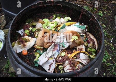 The contents of a plastic compost bin on an allotment. Created from the household waste , vegetable  peelings, coffee grounds and tea leaves, paper, f Stock Photo