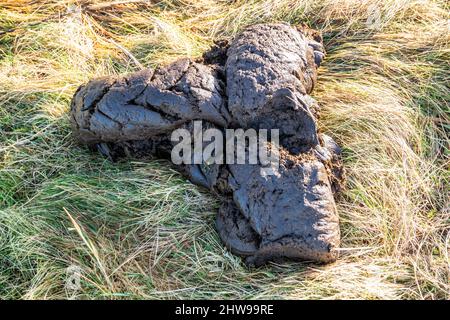 Very big cow dung in the grass at Sheskinmore National Reserve in County Donegal - Ireland. Stock Photo