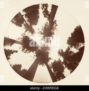 Art inspired by Looking up Among the Sugar Pines - Calaveras Grove, ca. 1878, Albumen silver print from glass negative, Image: 12.5 x 12.5 cm (4 15/16 x 4 15/16 in.), circular, Photographs, Carleton E. Watkins (American, 1829–1916), This exceptionally rare untitled album features, Classic works modernized by Artotop with a splash of modernity. Shapes, color and value, eye-catching visual impact on art. Emotions through freedom of artworks in a contemporary way. A timeless message pursuing a wildly creative new direction. Artists turning to the digital medium and creating the Artotop NFT Stock Photo