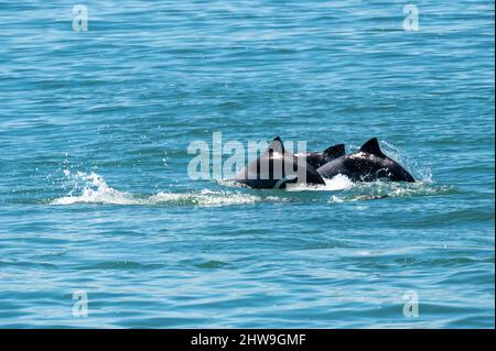 Dolphins jump in the turquoise water, you can see their fins Stock Photo