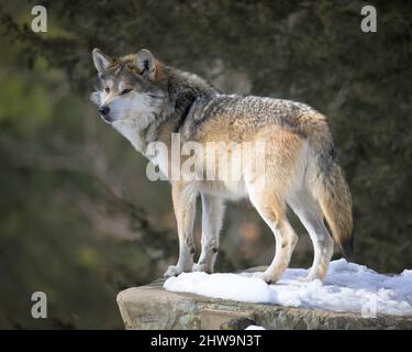 Mexican gray wolf (Canis lupus baileyi) standing in snow on rocky surface in forest Stock Photo