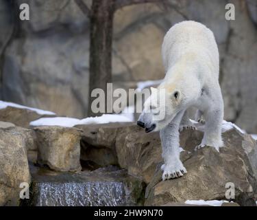 Female polar bear (Ursus maritimus) walking on rocky surface in winter Stock Photo
