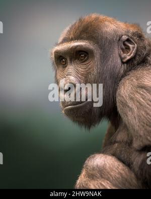 Close up portrait of young Western lowland gorilla Stock Photo