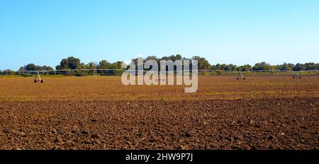 sprinkler irrigation system on the field. Cultivation of agricultural crops. Stock Photo