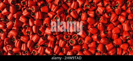 Lots of ripe fresh red paprika peppers bells as a background texture header, banner size Stock Photo