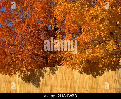 Yellow maple leaves glow against a blue sky Stock Photo - Alamy