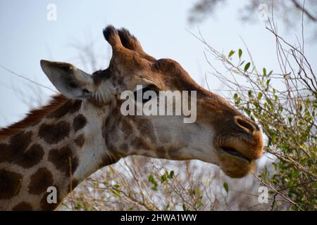 Close up head shot of a giraffe in the wild in Kruger National Park Stock Photo