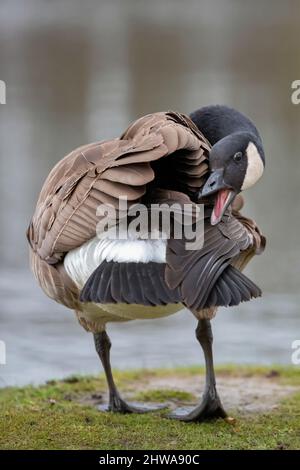 Canada goose (Branta canadensis), takes care of its plumage, Germany Stock Photo