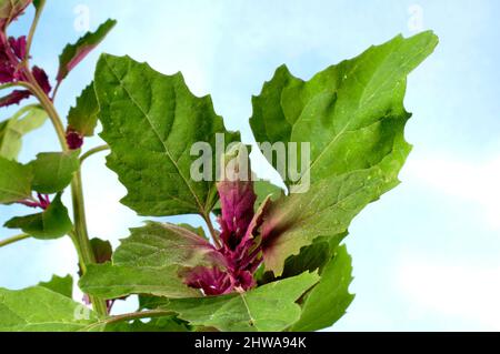 Magenta lamb's quarters, Tree Spinach (Chenopodium giganteum), leaves Stock Photo