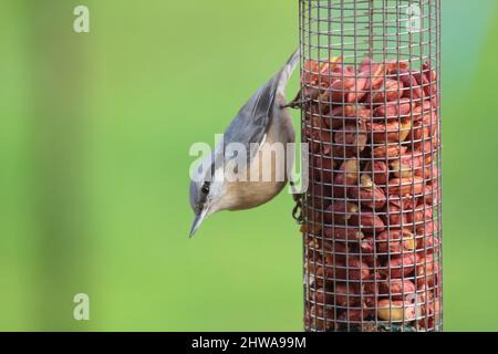 Eurasian nuthatch on green background Stock Photo