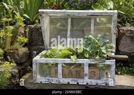 Young vegetable plants in a cold frame Stock Photo