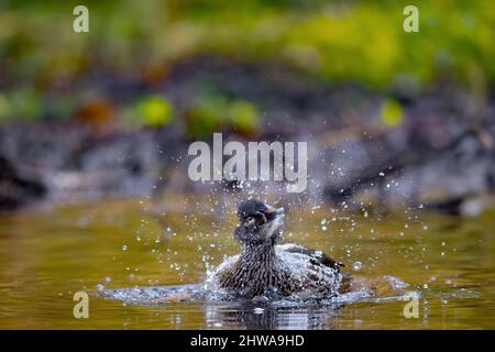 mandarin duck (Aix galericulata), bathing female, front view, Germany Stock Photo