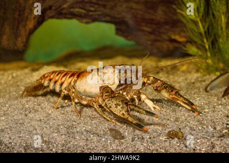 Spinycheek crayfish, American crayfish, American river crayfish, Striped crayfish (Orconectes limosus, Cambarus affinis), on sandy ground, Germany, Stock Photo