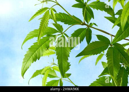 Cut-Leaf Chastetree, Cut-Leaf Vitex, Chinese chaste tree, Five-leaved chaste tree, Horseshoe vitex, Nisinda (Vitex negundo var. heterophylla, Vitex Stock Photo