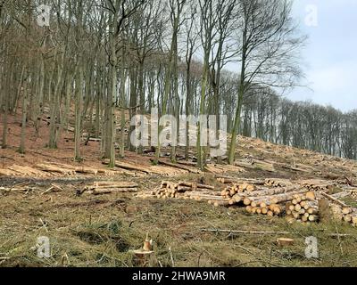 Norway spruce (Picea abies), deforested area with scuffled trunks on a slope in front of beech forest, Germany Stock Photo