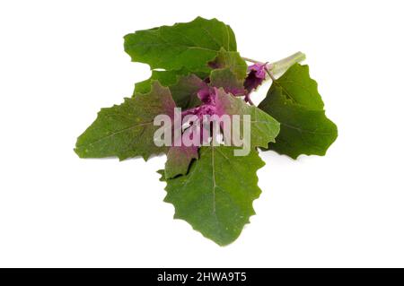 Magenta lamb's quarters, Tree Spinach (Chenopodium giganteum), cut out Stock Photo