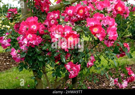 ornamental rose (Rosa 'Dortmund', Rosa Dortmund), climbing rose of cultivar Dortmund Stock Photo