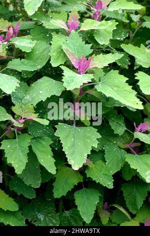 Magenta lamb's quarters, Tree Spinach (Chenopodium giganteum), leaves Stock Photo