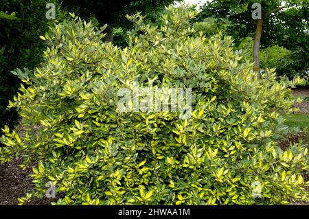 thorny elaeagnus, Silverberry, Silverthorn (Elaeagnus pungens 'Maculata', Elaeagnus pungens Maculata), cultivar Maculata Stock Photo
