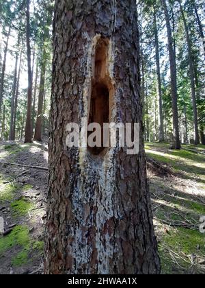 black woodpecker (Dryocopus martius), cavity with resin in a pine tree, Germany Stock Photo