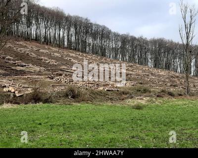 Norway spruce (Picea abies), deforested area with scuffled trunks on a slope in front of beech forest, Germany Stock Photo