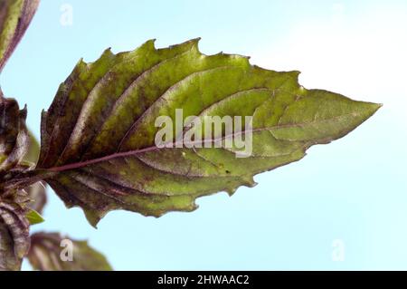 sweet basil (Ocimum basilicum 'Magic Blue', Ocimum basilicum Magic Blue), leaf of cultivar Magic Blue Stock Photo