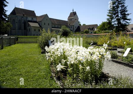 madonna lily (Lilium candidum), blooming in a monastery garden, monastery Reichenau in the background, Germany, Baden-Wuerttemberg, Reichenau Stock Photo