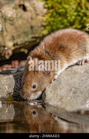 bank vole (Clethrionomys glareolus, Myodes glareolus), drinking from a puddle, Germany Stock Photo