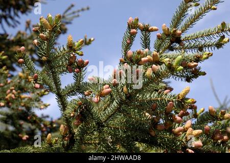 cat spruce, skunk spruce, white spruce, dwarf Alberta spruce (Picea glauca), branch with mal flowers Stock Photo