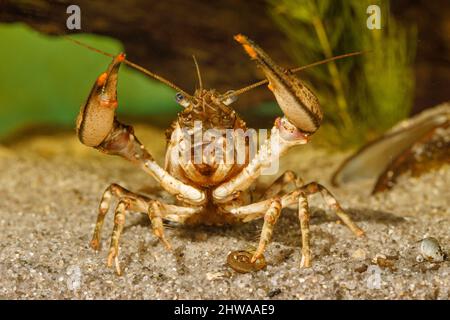 Spinycheek crayfish, American crayfish, American river crayfish, Striped crayfish (Orconectes limosus, Cambarus affinis), threatening, front view, Stock Photo