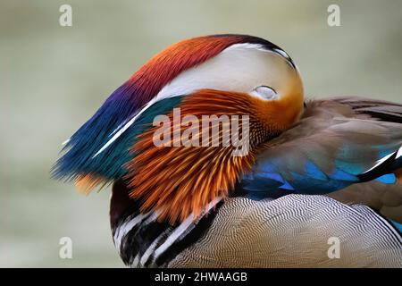mandarin duck (Aix galericulata), sleeping drake, portrait, Germany Stock Photo