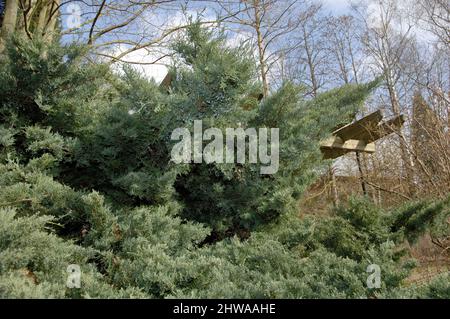 American juniper, eastern red cedar (Juniperus virginiana 'Grey Owl', Juniperus virginiana Grey Owl), cultivar Grey Owl Stock Photo