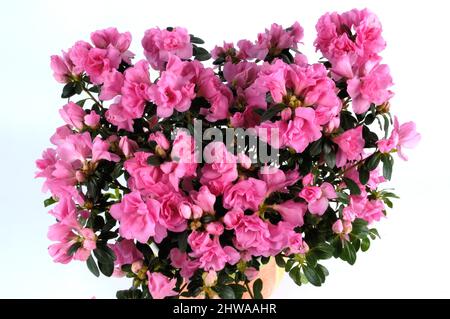 Azalea, Formosa Azalea, Sim's Azalea (Rhododendron simsii), potted plant, cut out Stock Photo