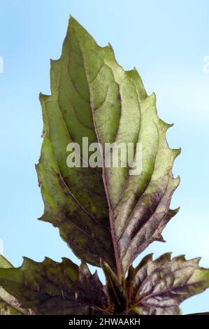 sweet basil (Ocimum basilicum 'Magic Blue', Ocimum basilicum Magic Blue), leaf of cultivar Magic Blue Stock Photo