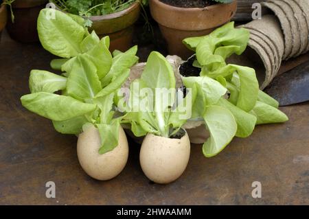 garden lettuce (Lactuca sativa), lettuce plants in eggshells Stock Photo