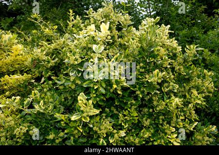 climbing euonymus, wintercreeper euonymus, winter-creeper (Euonymus fortunei 'Golden Tip', Euonymus fortunei Golden Tip), cultivar Golden Tip Stock Photo