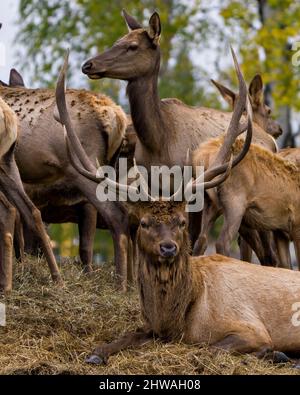 Elk bull resting on hay with its cows elk around him in their environment and habitat surrounding. Red Deer displaying antlers photo. Stock Photo