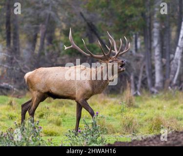 Elk bull male bugling in the rutting season and walking in the field with a blur forest background in its environment and habitat, displaying antlers Stock Photo