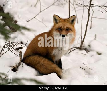 Red fox close-up profile view sitting on snow displaying bushy fox tail, fur in the winter season in its environment and habitat with snow background. Stock Photo