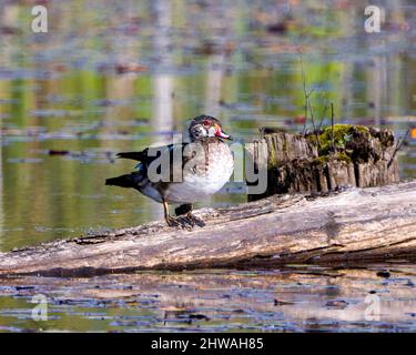 duck on log on water Stock Photo - Alamy