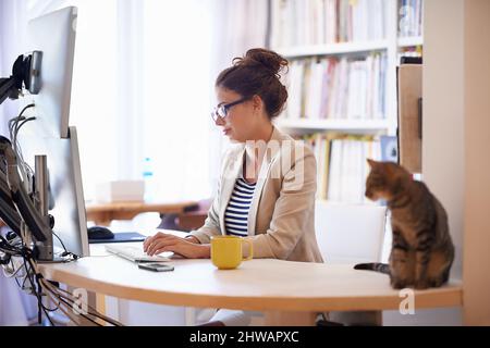 My furry coworker. Shot of a young woman working on her computer from home while her cat looks on. Stock Photo