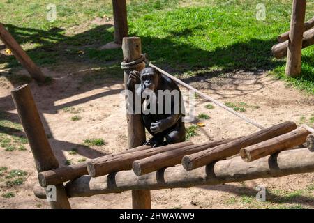 Chimpanzee resting at the sun. Zoo of lisbon in Portugal. Chimpanzee scratching his head like human thinking behavior. Stock Photo