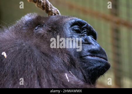 Beautiful gorilla portrait, gorilla resting peacefully. Large animals resting. Gorillas are herbivorous, predominantly ground-dwelling great apes. Stock Photo