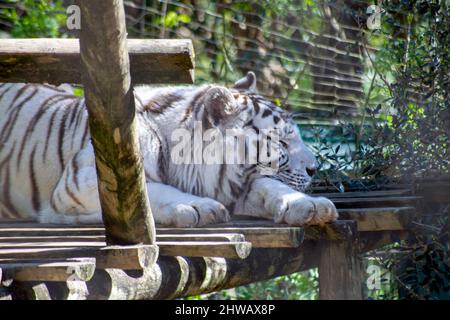 The white tiger or bleached tiger is a leucistic pigmentation variant of the Bengal tiger, Siberian tiger and hybrids between the two. Lisbon zoo. Stock Photo