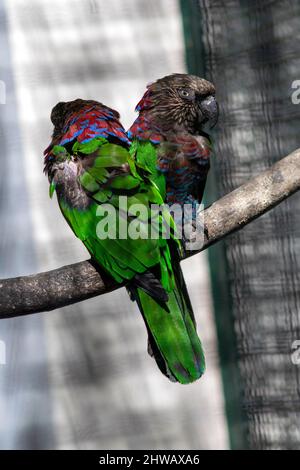 The red-fan parrot, also known as the hawk-headed parrot, is a New World parrot hailing from the Amazon Rainforest. Also know as hawk-headed parrot. Stock Photo
