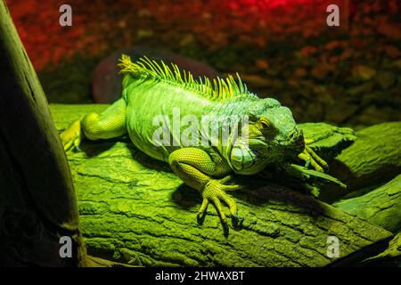 The green iguana (Iguana iguana), also known as the American iguana or the common green iguana, is a large, arboreal, mostly herbivorous species. Stock Photo